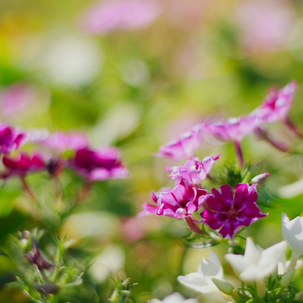 Image hover effect image